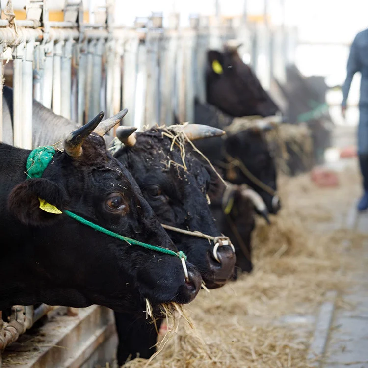 51-A 会津坂下町産 特別栽培米コシヒカリ 20kg(5kgx4) 白米 FARMiliarほり の 「もぉ～うん米」◆｜米 こめ コメ 精米 白米 20kg コシヒカリ