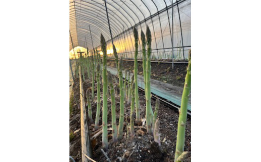 60-A 極太アスパラガス2～3Lサイズ1kg（約20本）※2026年4月下旬～5月下旬頃に順次発送予定