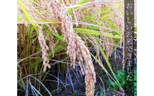 1-I 馬刺し 日本酒 米 コシヒカリ2kg 一生青春吟醸720ml 馬刺し200g セット 国産 国産馬刺し 会津馬刺し ロース 新鮮 曙酒造 吟醸 特製辛し味噌ダレ