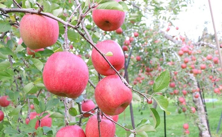  17-D　[予約開始！]　荒明果樹園　人生をかけた、極上りんご（サンふじ）10kg（3Lサイズ）｜ りんご リンゴ 林檎 果物 くだもの フルーツ 福島県 会津坂下町 ※2025年11月末頃から順次発送予定