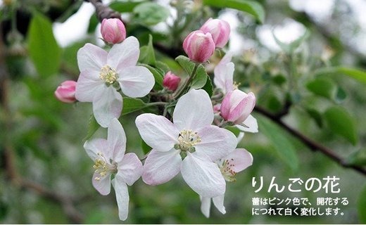 17-G　[予約開始！]　荒明果樹園　人生をかけた、極上りんご（陽光）5kg（一段詰め）｜ りんご リンゴ 林檎 果物 くだもの フルーツ 福島県 会津坂下町 ※2025年10月中旬頃より順次発送予定