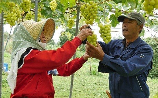 17-H　[予約開始！]　荒明果樹園　人生をかけた、極上ぶどう（シャインマスカット）1.2kg以上（2～3房） ※2025年10月中旬頃より順次発送予定