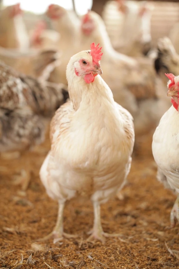 33-O　【9か月定期便】平飼い会津地鶏の卵 3kg（50～60個） ※沖縄・離島への配送不可