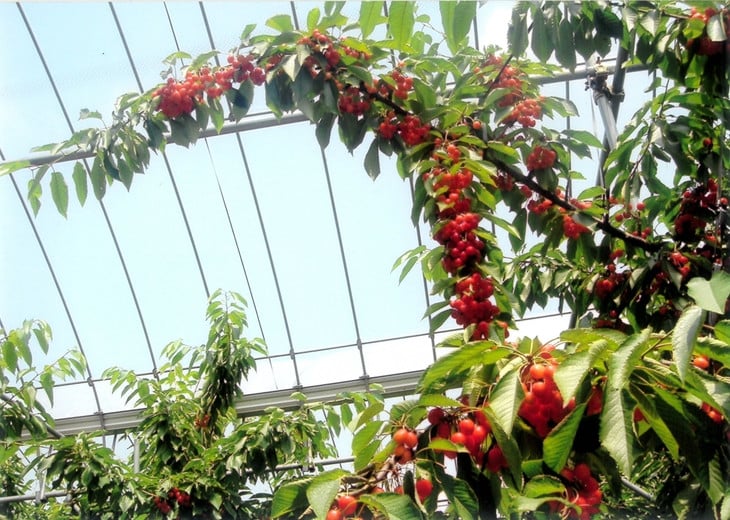 45-A 会津坂下産 さくらんぼ（佐藤錦）｜ 700g 3Lサイズ 冷蔵便 サクランボ 佐藤農園 化粧箱　※2025年6月下旬頃～7月上旬頃に順次発送