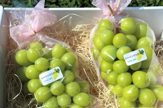 【予約開始】 完熟シャインマスカット 650 ~ 750g 2房 （会津里山農園）47-B ｜ 福島 ぶどう 皮ごと 種なし シャインマスカット 先行予約 ※2025年10月上旬頃～中旬頃に順次発送