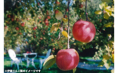 50-E 伊藤りんご園 シナノスイート 5kg｜りんご リンゴ 林檎 果物 くだもの フルーツ 福島県 会津坂下町 ※2025年10月上旬頃より順次発送予定