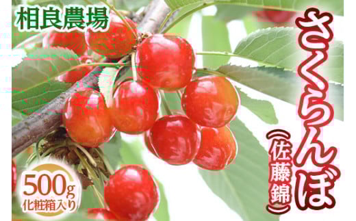 16-P　相良農場　さくらんぼ（佐藤錦）500g 化粧箱入り ｜福島県産 サクランボ　※2025年6月中旬～6月下旬頃発送予定