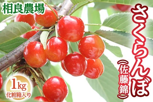 16-Q　相良農場　さくらんぼ（佐藤錦）1kg 化粧箱入り ｜福島県産 サクランボ　※2025年6月中旬～6月下旬頃発送予定