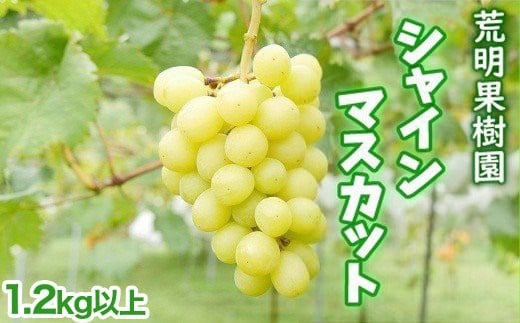 17-H　[予約開始！]　荒明果樹園　人生をかけた、極上ぶどう（シャインマスカット）1.2kg以上（2～3房） ※2025年10月中旬頃より順次発送予定