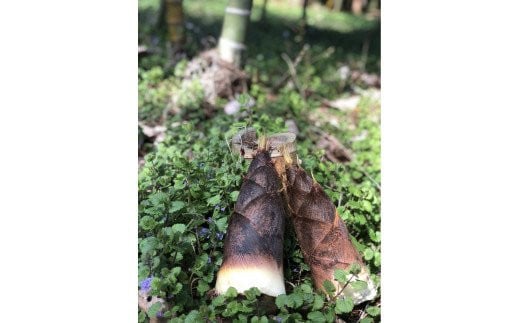 33-E 会津産 孟宗タケノコ 2.5kg（2～3本） 米ぬか付き（東北・関東・信越・東海・北陸・近畿のみ） ※2026年5月中旬頃より順次発送予定