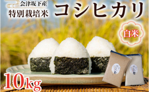 51-C 会津坂下町産 特別栽培米コシヒカリ 10kg(5kgx2) 白米 FARMiliarほり の 「もぉ～うん米」◆｜米 こめ コメ 精米 白米 10kg コシヒカリ