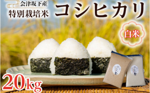 51-A 会津坂下町産 特別栽培米コシヒカリ 20kg(5kgx4) 白米 FARMiliarほり の 「もぉ～うん米」◆｜米 こめ コメ 精米 白米 20kg コシヒカリ