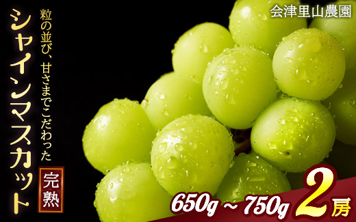 【予約開始】 完熟シャインマスカット 650 ~ 750g 2房 （会津里山農園）47-B ｜ 福島 ぶどう 皮ごと 種なし シャインマスカット 先行予約 ※2025年10月上旬頃～中旬頃に順次発送