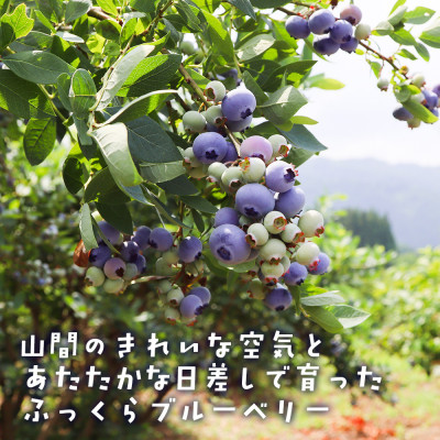 【摘みたて冷凍】自然の中で育った冷凍ブルーベリー(500g×4パック)【配送不可地域：離島】