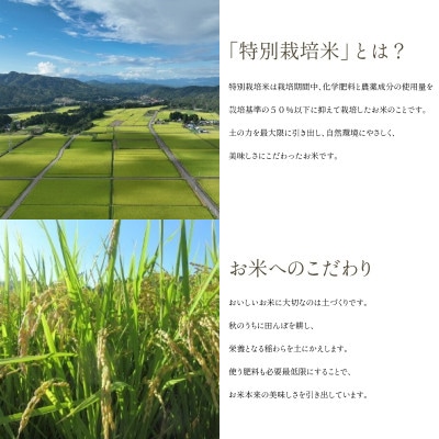 【発送月固定定期便】令和7年11月下旬より発送開始/柳津産のおいしい特別栽培こしひかり全6回