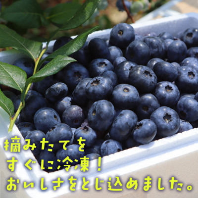 【摘みたて冷凍】自然の中で育った冷凍ブルーベリー(500g×4パック)【配送不可地域：離島】