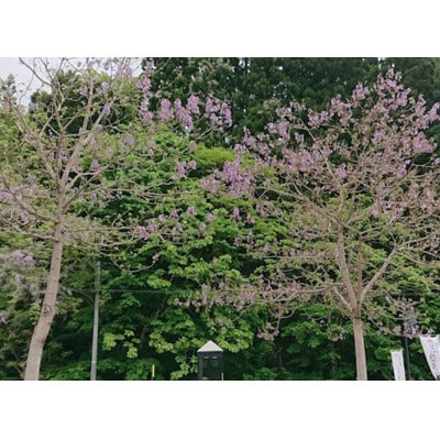 会津桐組み木(こいのぼり)【 おもちゃ 木工 工芸品 インテリア 】