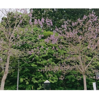 会津桐組み木(こぼし)【 おもちゃ 木工 工芸品 インテリア 】