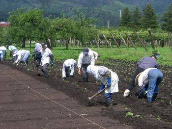 無添加えごま油（町内東尾岐地区産）◇　※2025年12月上旬頃から順次発送予定
