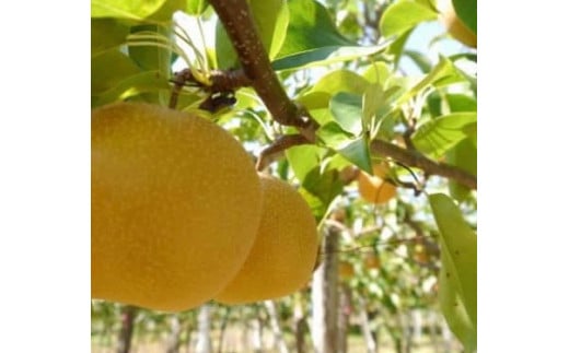 【先行受付】会津の美味しい梨 幸水 約6kg（10玉～12玉）◇｜ 期間限定 梨 なし ナシ 果物 フルーツ 甘い ジューシー 果実 くだもの 国産 果実 会津美里町産 ※2025年8月下旬～9月上旬頃に順次発送予定