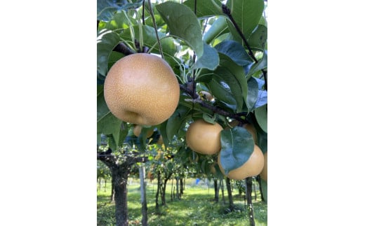 【先行受付】会津の美味しい梨 豊水 約3kg（5玉～6玉）◇｜ 期間限定 梨 なし ナシ 果物 フルーツ 甘い ジューシー 果実 くだもの 国産 果実 会津美里町産 ※2025年9月中旬～9月下旬頃に順次発送予定