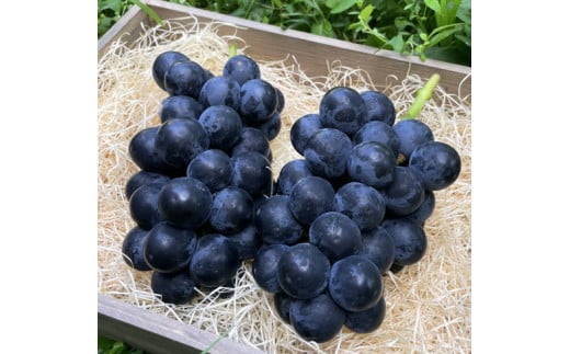 【先行受付】会津の美味しいぶどう 種なし ブラックビート 1.1kg以上 2房 ◇｜ 期間限定 大粒 果物 フルーツ ぶどう ブドウ 葡萄 くだもの 国産 果実 会津美里町産 ※2025年9月上旬～9月下旬頃に順次発送予定