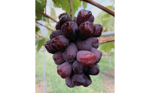 シャインマスカットと富士の輝きの詰め合わせ ※2025年10月上旬～10月下旬頃に順次発送予定 ※沖縄・離島への配送不可