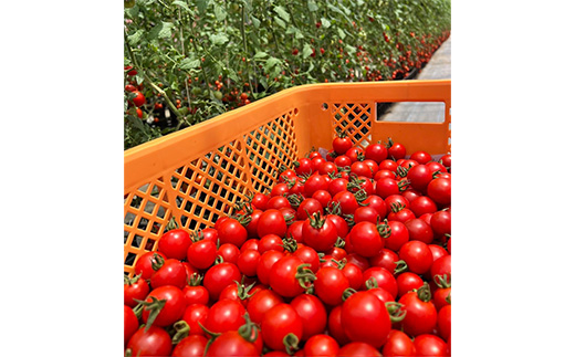 【2年連続金賞受賞】 高糖度フルーツミニトマト1.5キロ ※2026年6月中旬頃より順次発送予定