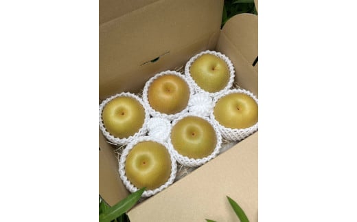 【先行受付】会津の美味しい梨 豊水 約3kg（5玉～6玉）◇｜ 期間限定 梨 なし ナシ 果物 フルーツ 甘い ジューシー 果実 くだもの 国産 果実 会津美里町産 ※2025年9月中旬～9月下旬頃に順次発送予定