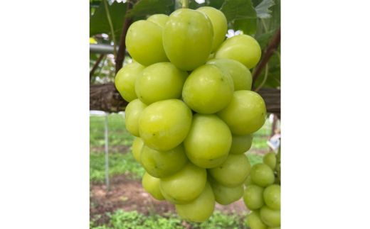 シャインマスカットと富士の輝きの詰め合わせ ※2025年10月上旬～10月下旬頃に順次発送予定 ※沖縄・離島への配送不可