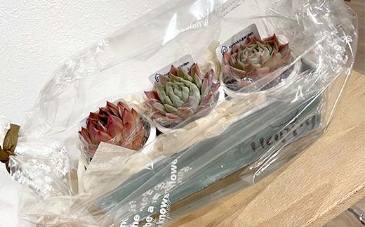 癒しの多肉植物３苗＆インテリアに合う飾れるオリジナルリメイク缶 F6U-055