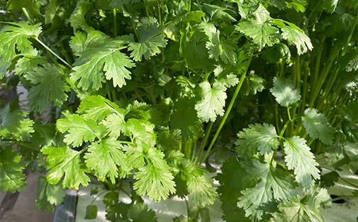 さわやかな香りの水耕パクチー 1kg F6U-277