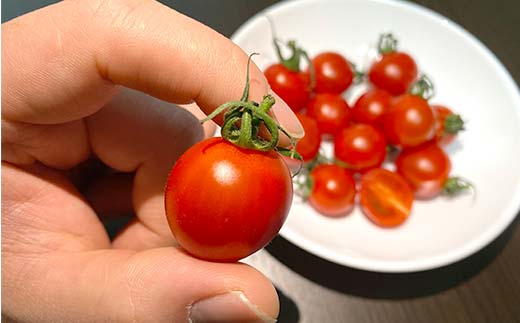 プチっと甘みがはじける！とにかく美味しい フルーツミニトマト 800g おやつやビールのおつまみにも！ F6U-143