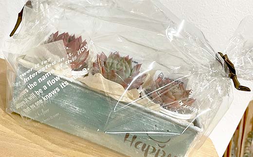 癒しの多肉植物３苗＆インテリアに合う飾れるオリジナルリメイク缶 F6U-055