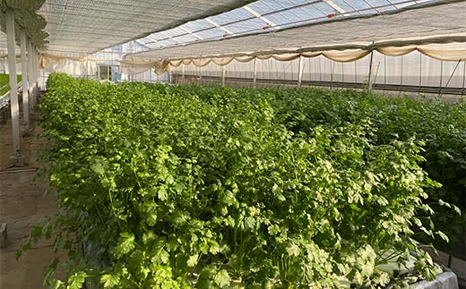 さわやかな香りの水耕パクチー 1kg F6U-277