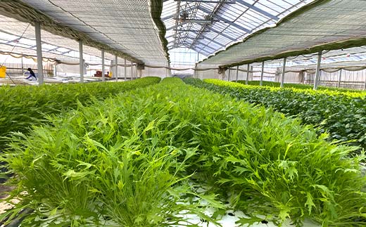 サラダや鍋に！水耕栽培の水菜 2kg F6U-282