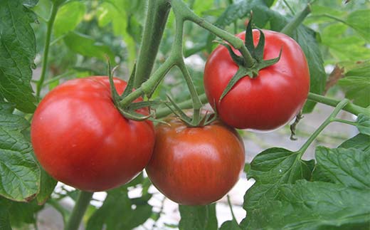 トロピカルトマトファームの「プレミアムトマト」約900g（9～10玉） F6U-111
