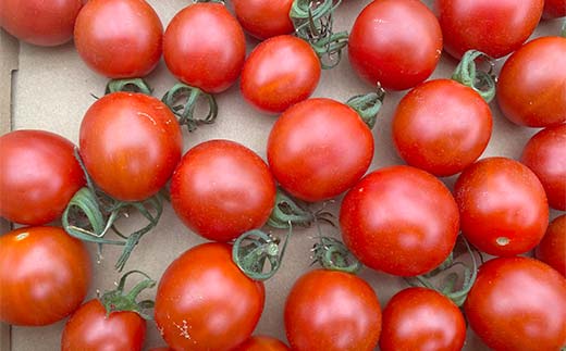 プチっと甘みがはじける！とにかく美味しい フルーツミニトマト 2kg（1kg×2） おやつやビールのおつまみにも！ F6U-169