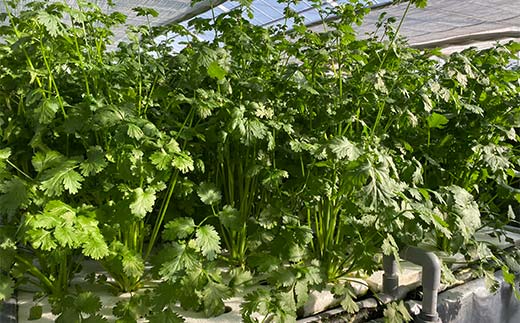 さわやかな香りの水耕パクチー 1kg F6U-277