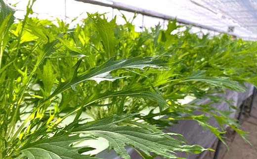 サラダや鍋に！水耕栽培の水菜 1kg F6U-281