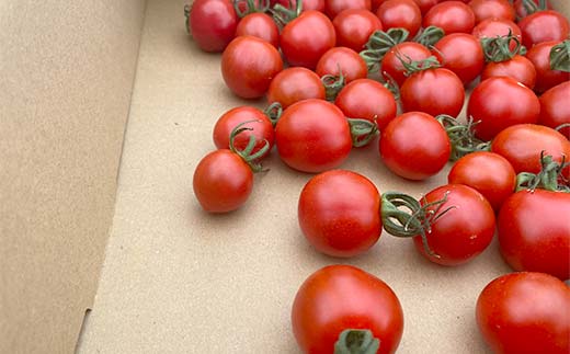 プチっと甘みがはじける！とにかく美味しい フルーツミニトマト 800g おやつやビールのおつまみにも！ F6U-143