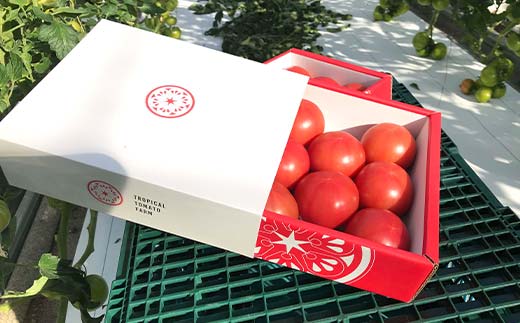 トロピカルトマトファームのトマト大中セット 約2kg 「プレミアムトマト」900gと「ミディトマト」1kg F6U-124