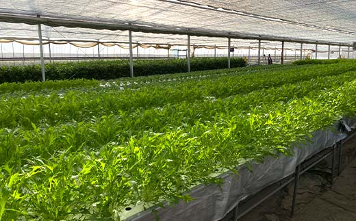 サラダや鍋に！水耕栽培の水菜 2kg F6U-282