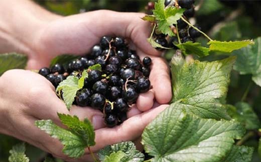 アントシアニンが豊富！ ガーデンハックルベリージャム セット 250g×2種 （ピューレタイプ、皮・種タイプ） F6U-288