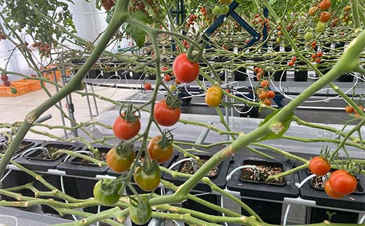 プチっと甘みがはじける！とにかく美味しい フルーツミニトマト 800g おやつやビールのおつまみにも！ F6U-143