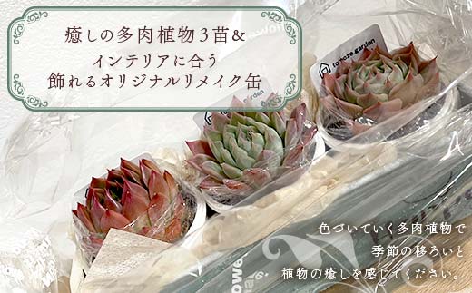 癒しの多肉植物３苗＆インテリアに合う飾れるオリジナルリメイク缶 F6U-055