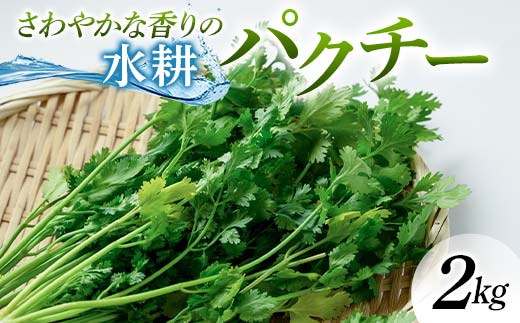 さわやかな香りの水耕パクチー 2kg F6U-278