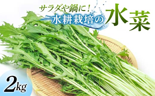 サラダや鍋に！水耕栽培の水菜 2kg F6U-282