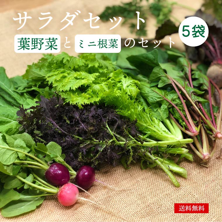都内マルシェで人気のお野菜！ サラダに最適！葉野菜とミニ根菜のセット 5袋 F6U-132