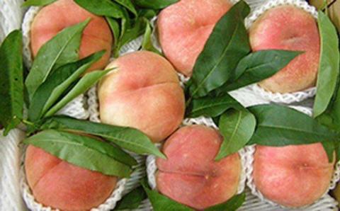 FT18-260 ＜先行予約＞ 令和7年産 【玉川村 こぶしの里】 契約栽培 桃 特大サイズ 約3kg（7～9玉） もも モモ 果物 フルーツ デザート